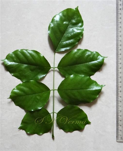 Leaf